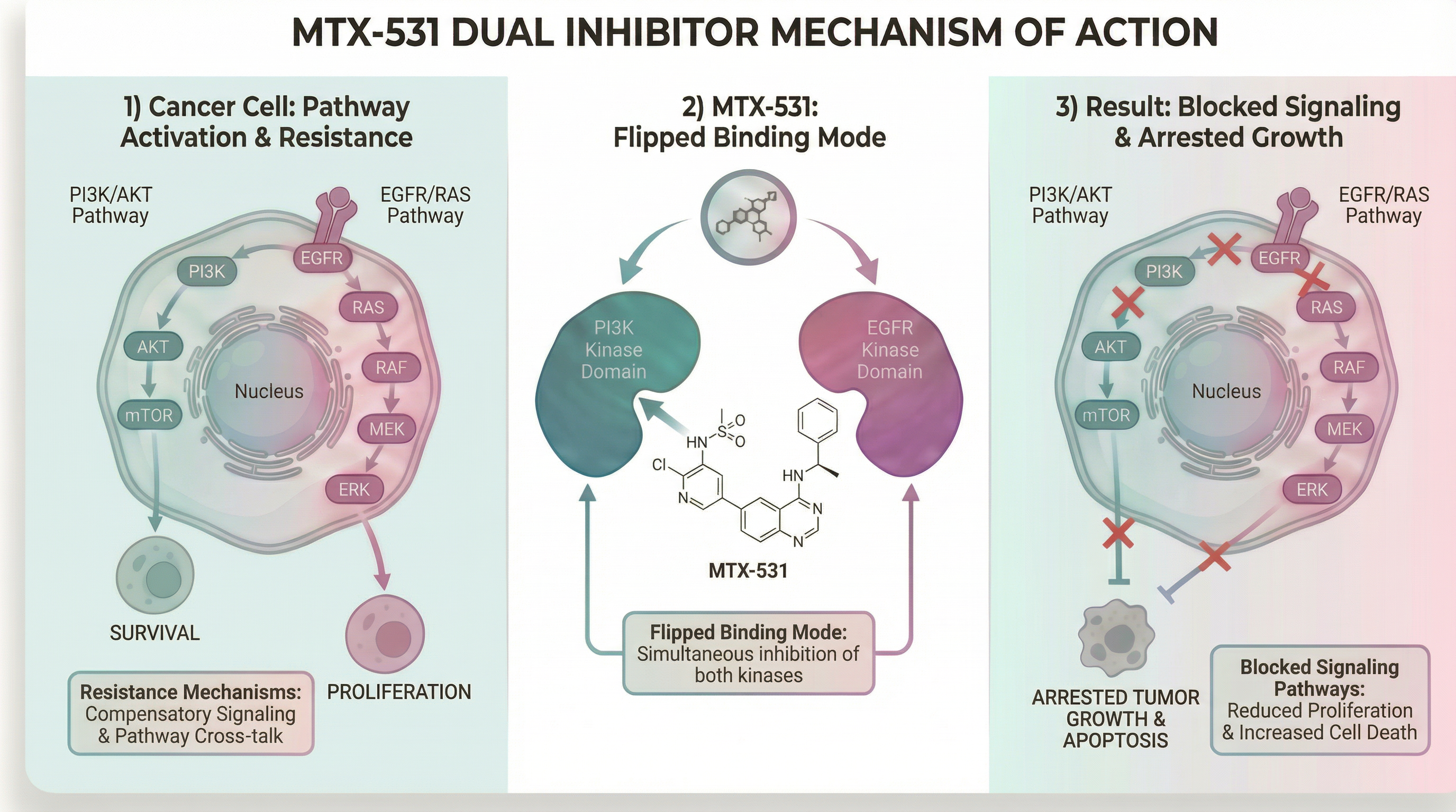 MTX-531 mechanism of action showing dual inhibition of PI3K and EGFR pathways to block cancer resistance